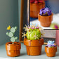 LEGO 10329 Icons Tiny Plants Set, Artificial Flowers in 9 Buildable Teracotta-Coloured Pots, Botanical Collection, Home Decor Accessory, Valentine's Day Treat, Gift Idea for Her, Him, Wife or Husband
